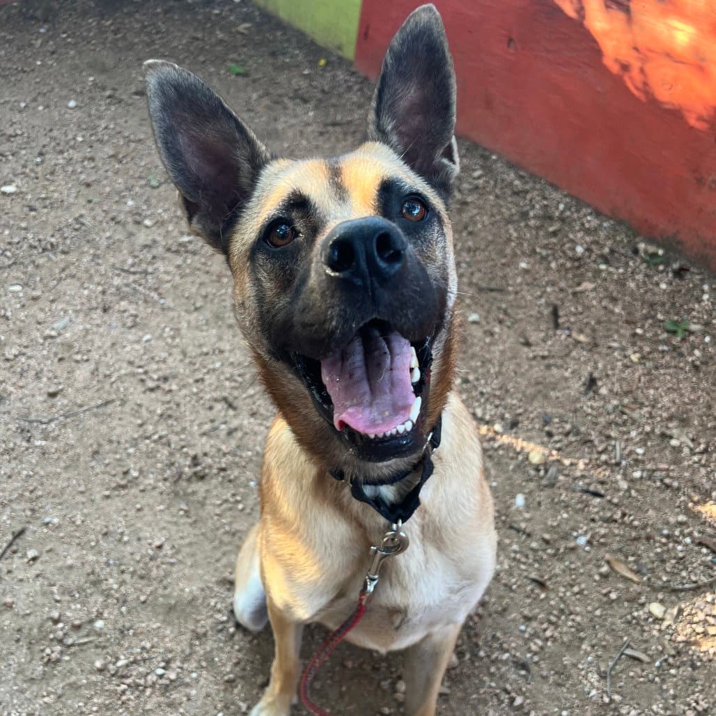 Walt New Digs - Belgian Shepherd Malinois