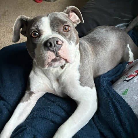 Leia Iii New Digs - American Bulldog