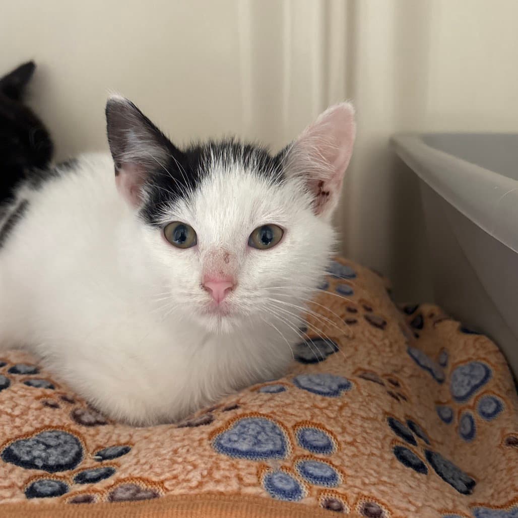 Phantomelle - Domestic Short Hair
