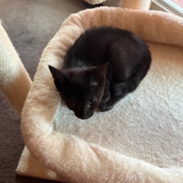 Little Bit - Domestic Short Hair