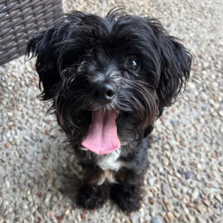 Cliffhanger - Poodle (Miniature)