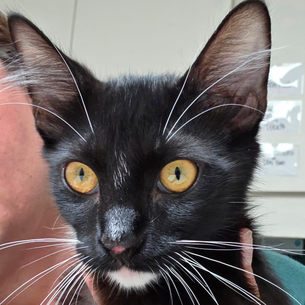 Alex - Domestic Short Hair