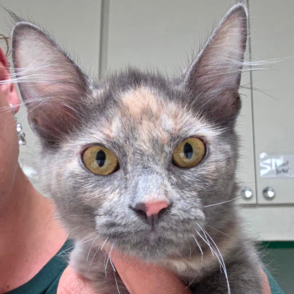 Ava - Domestic Short Hair