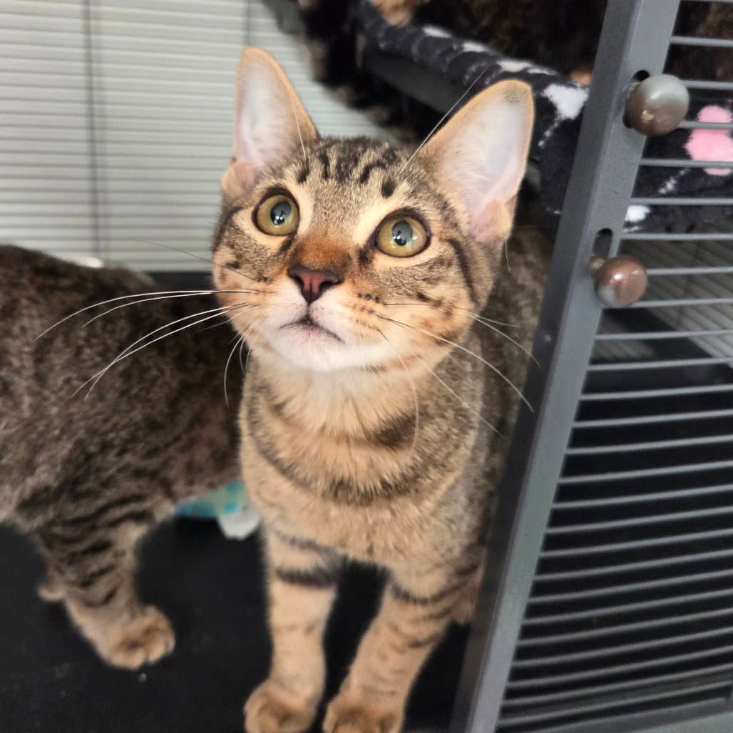 Carter - Domestic Short Hair