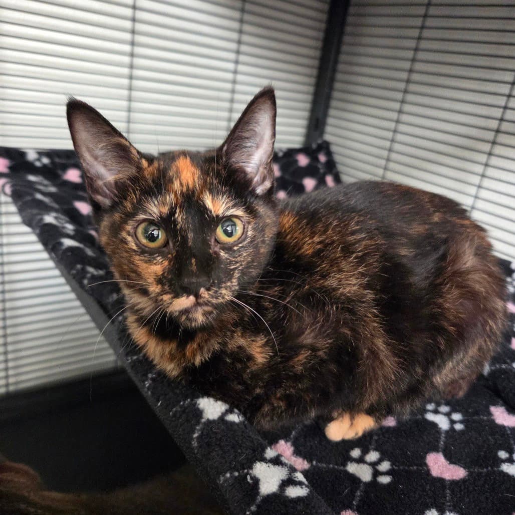 Charlotte - Domestic Short Hair