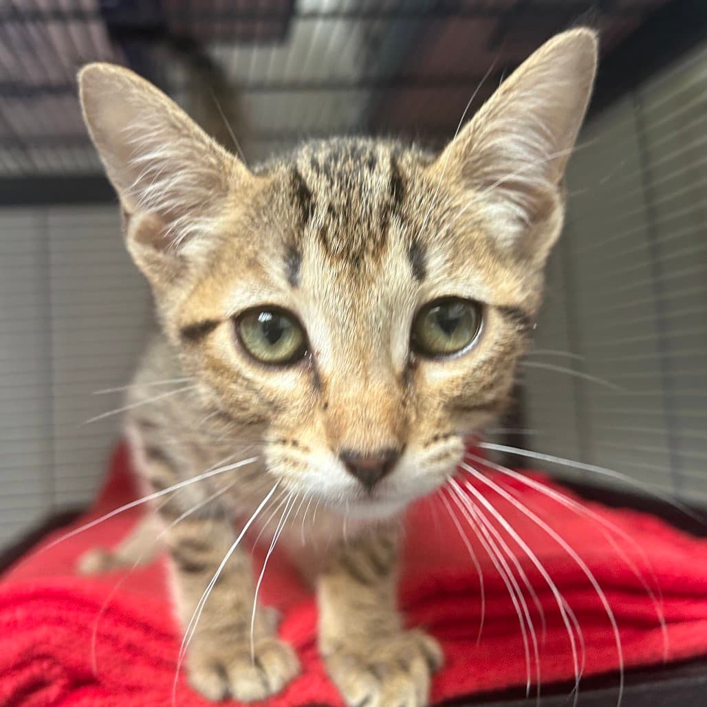 Bud - Domestic Short Hair