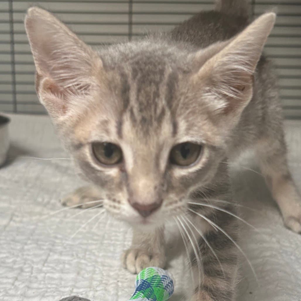 Bean - Domestic Short Hair