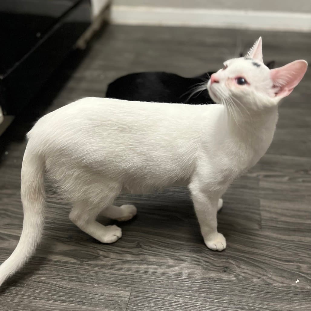 Freckles - Domestic Short Hair