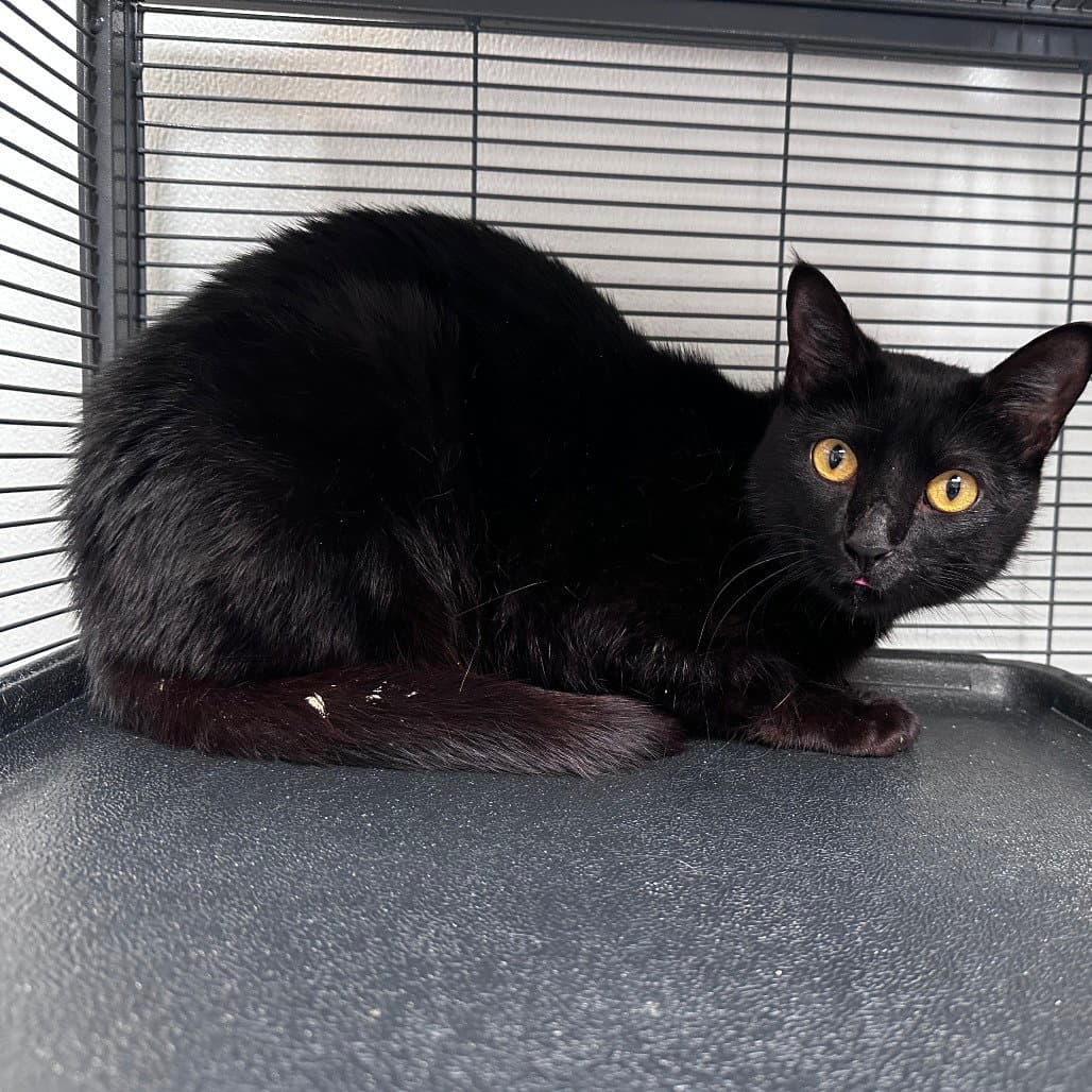 Denton - Domestic Short Hair