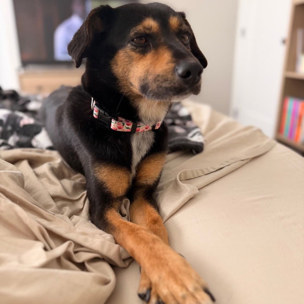 Dory - Terrier