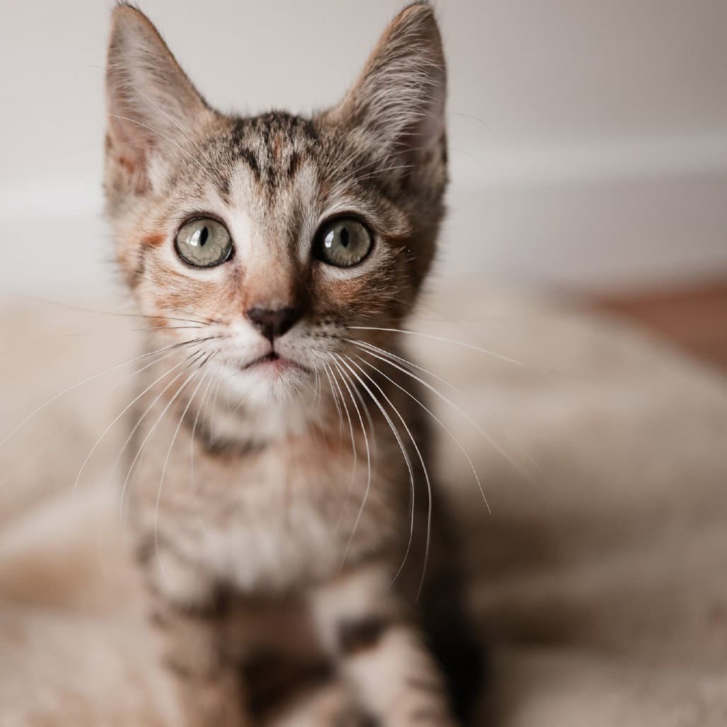 Anna - Domestic Short Hair