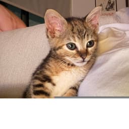 Lola image 1