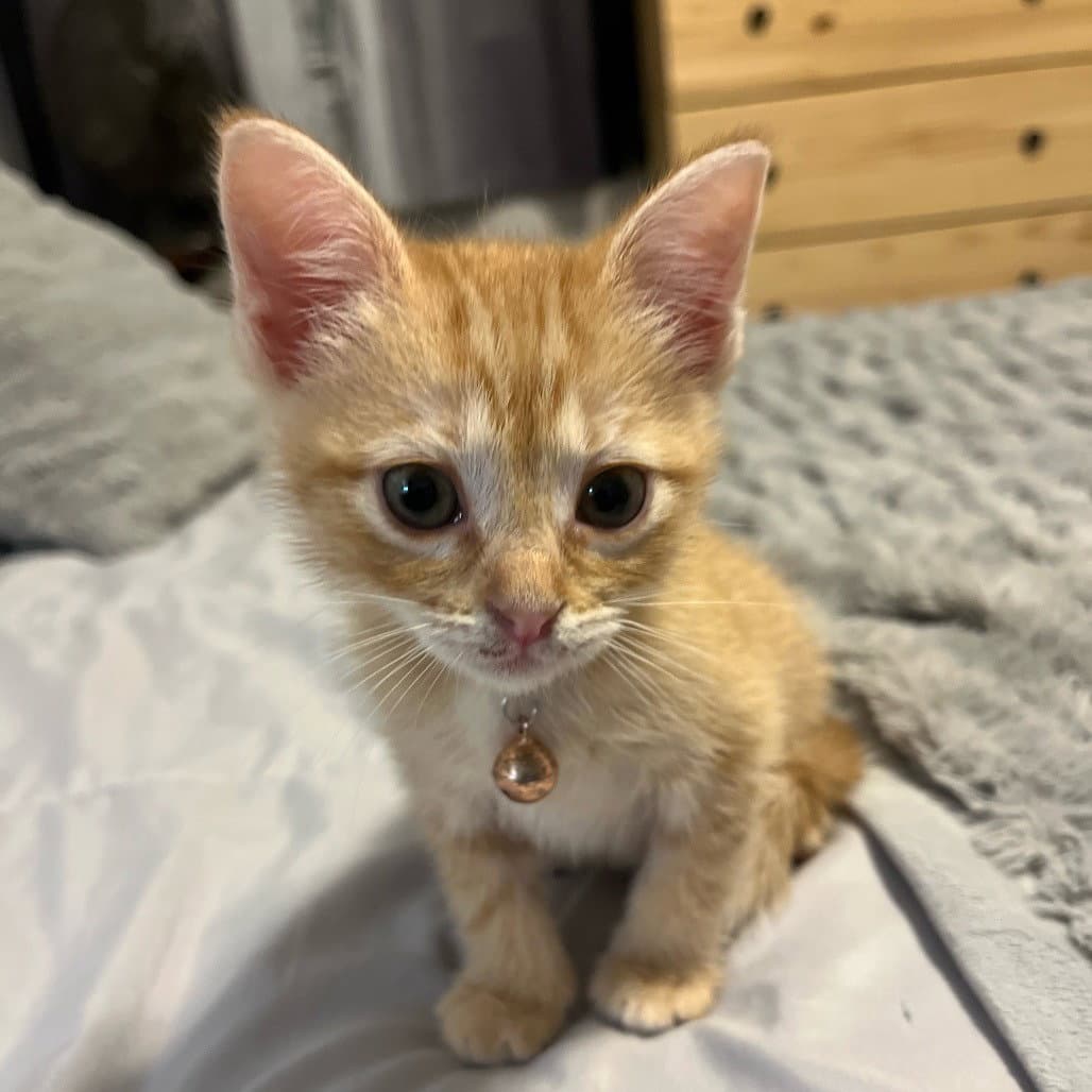 Tom Sawyer - Domestic Short Hair