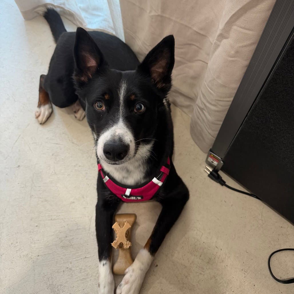 Tallie - Border Collie