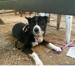 Tallie image 3