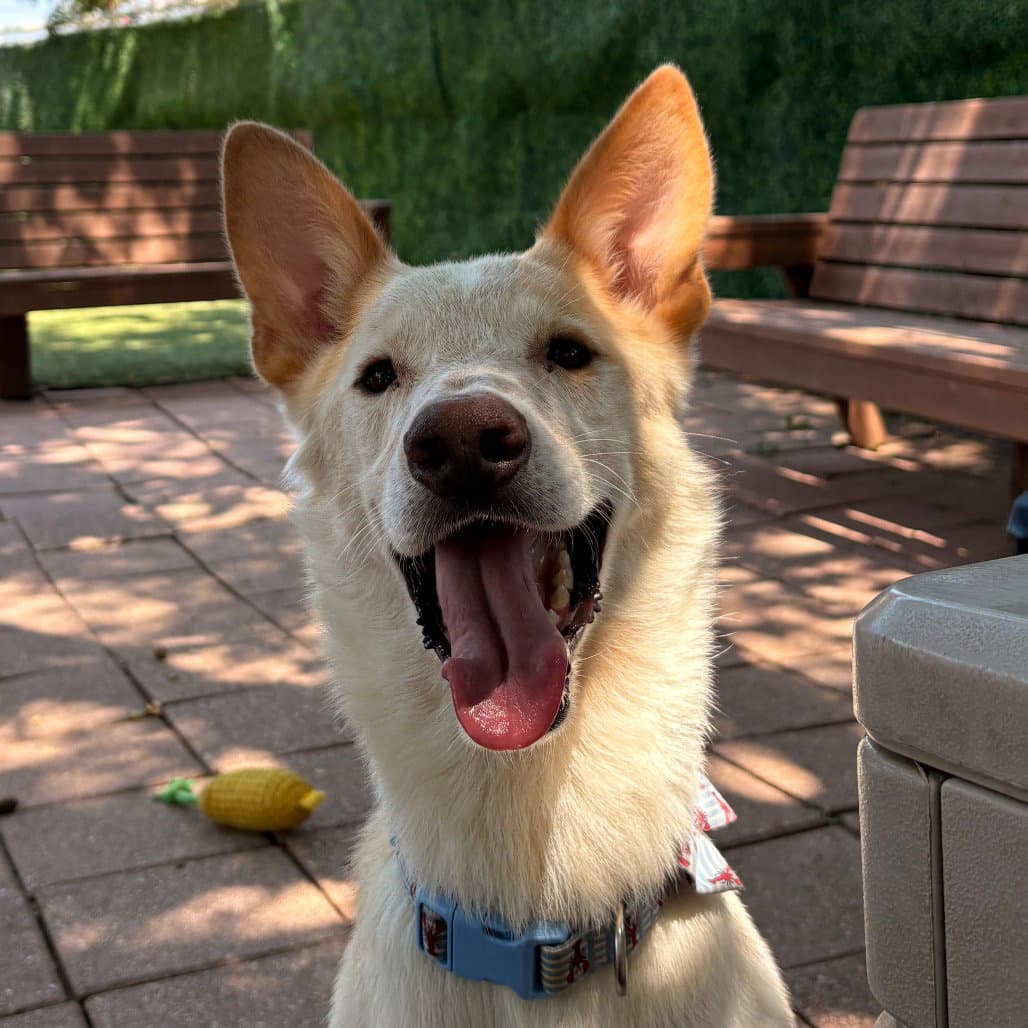Samson - Terrier