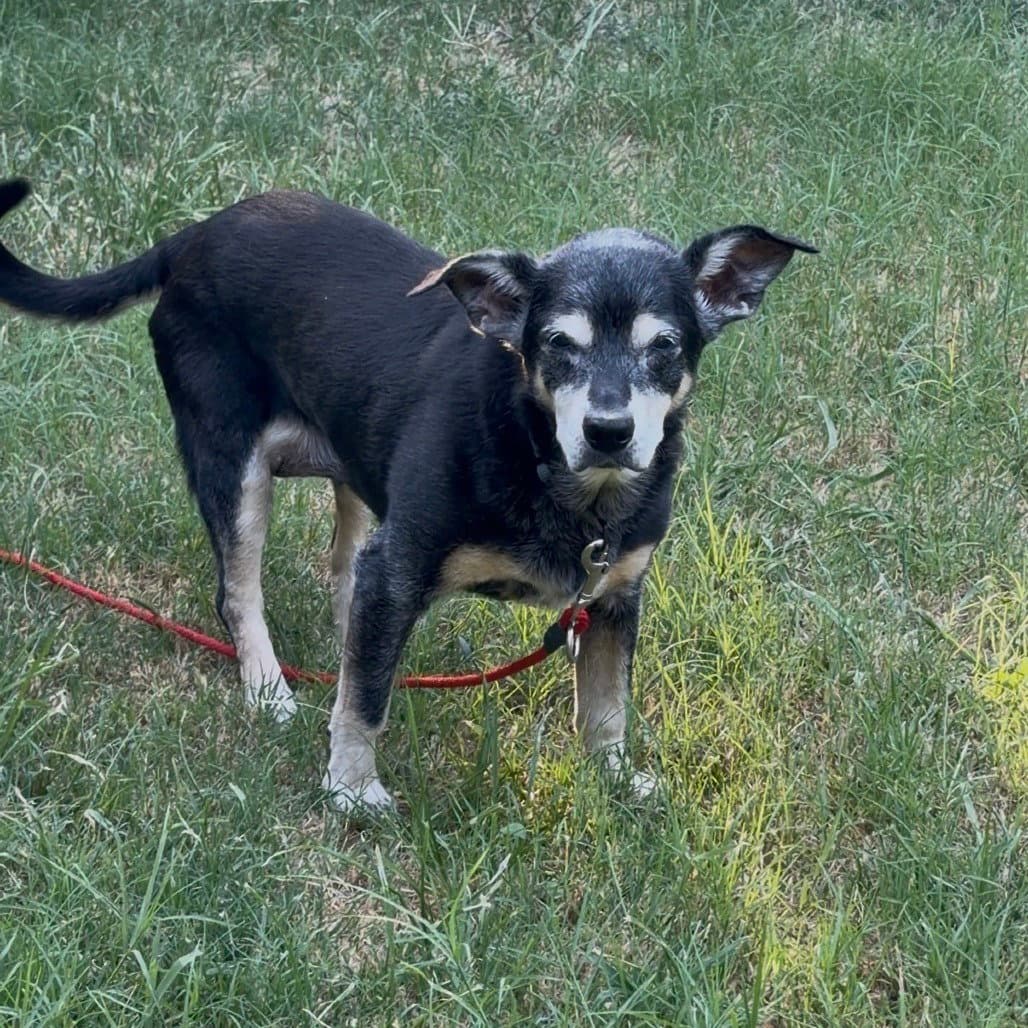 Bebe - Terrier