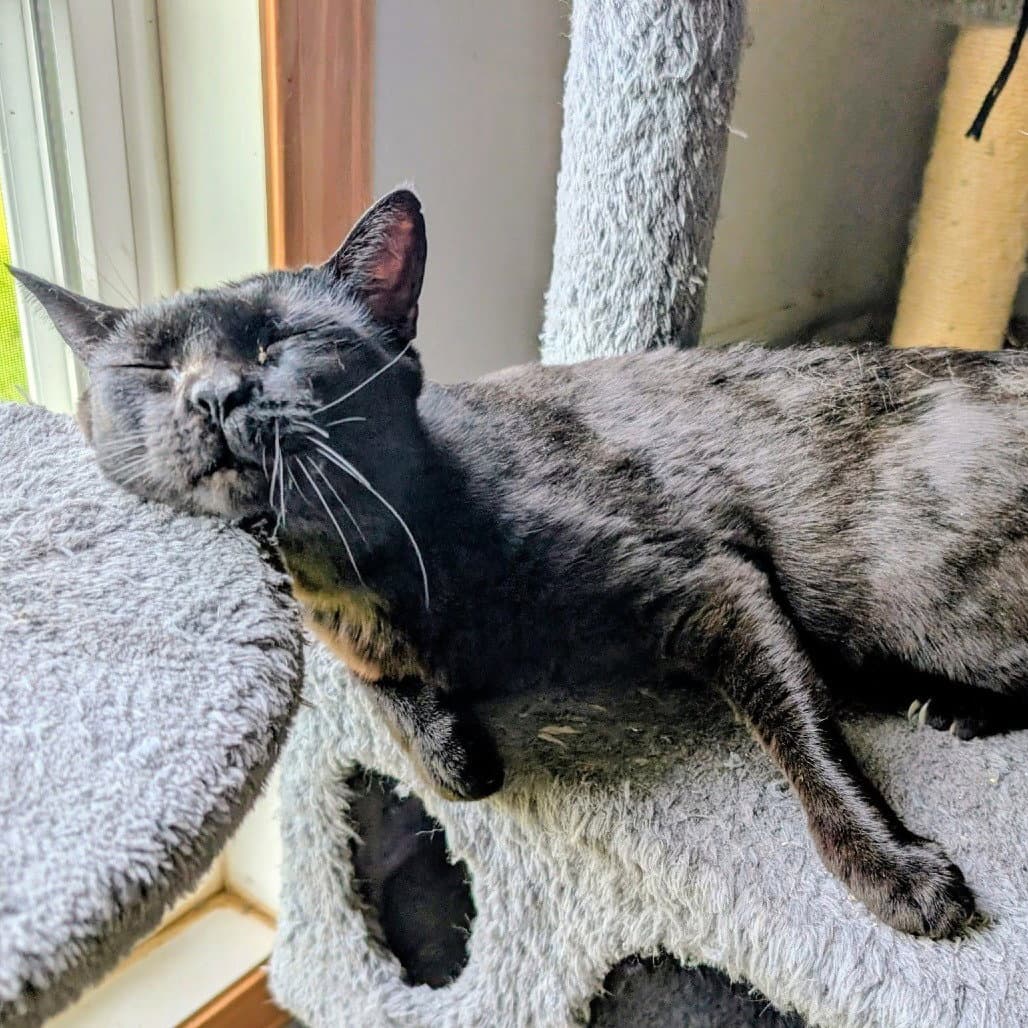 Eevee - Domestic Short Hair