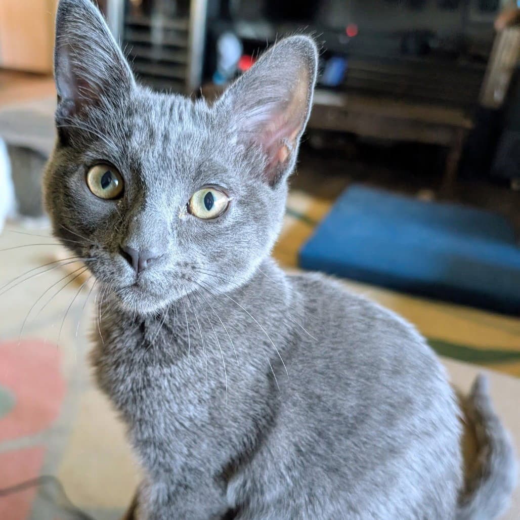 Glaceon - Domestic Short Hair