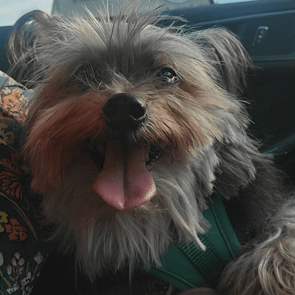 Walter - Yorkshire Terrier Yorkie
