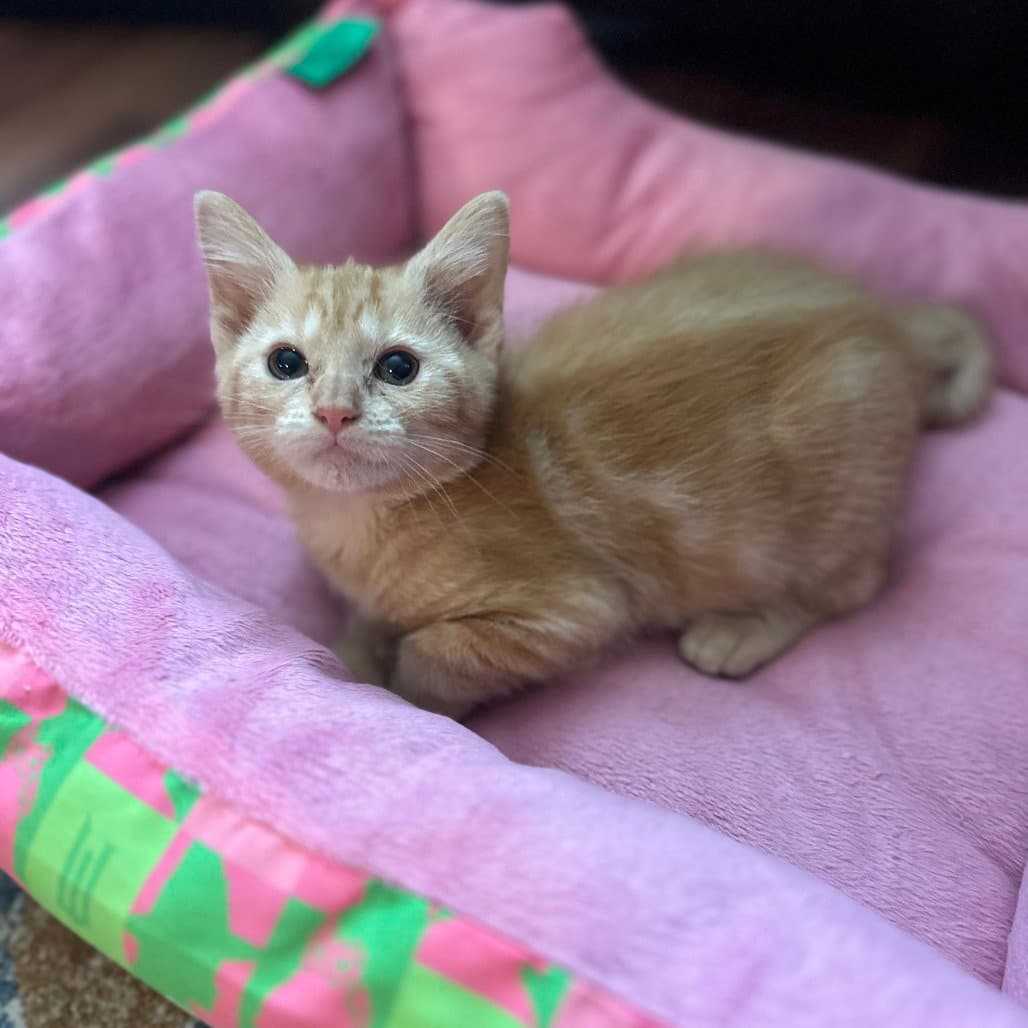 Pepperoncini - Domestic Short Hair