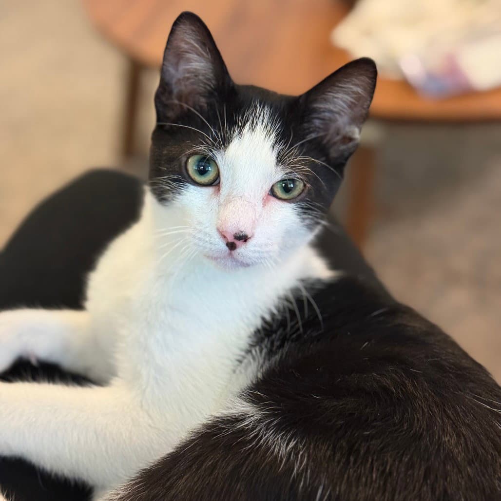 Dratini - Domestic Short Hair