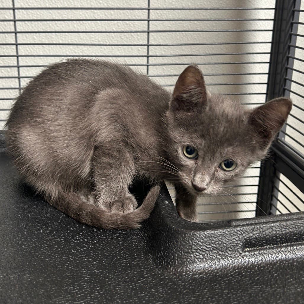 Blue - Domestic Short Hair