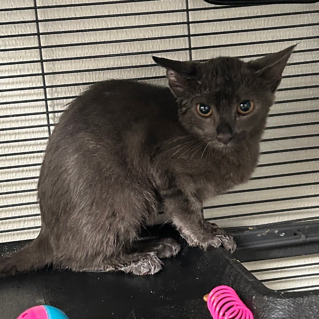 Frosty - Domestic Short Hair