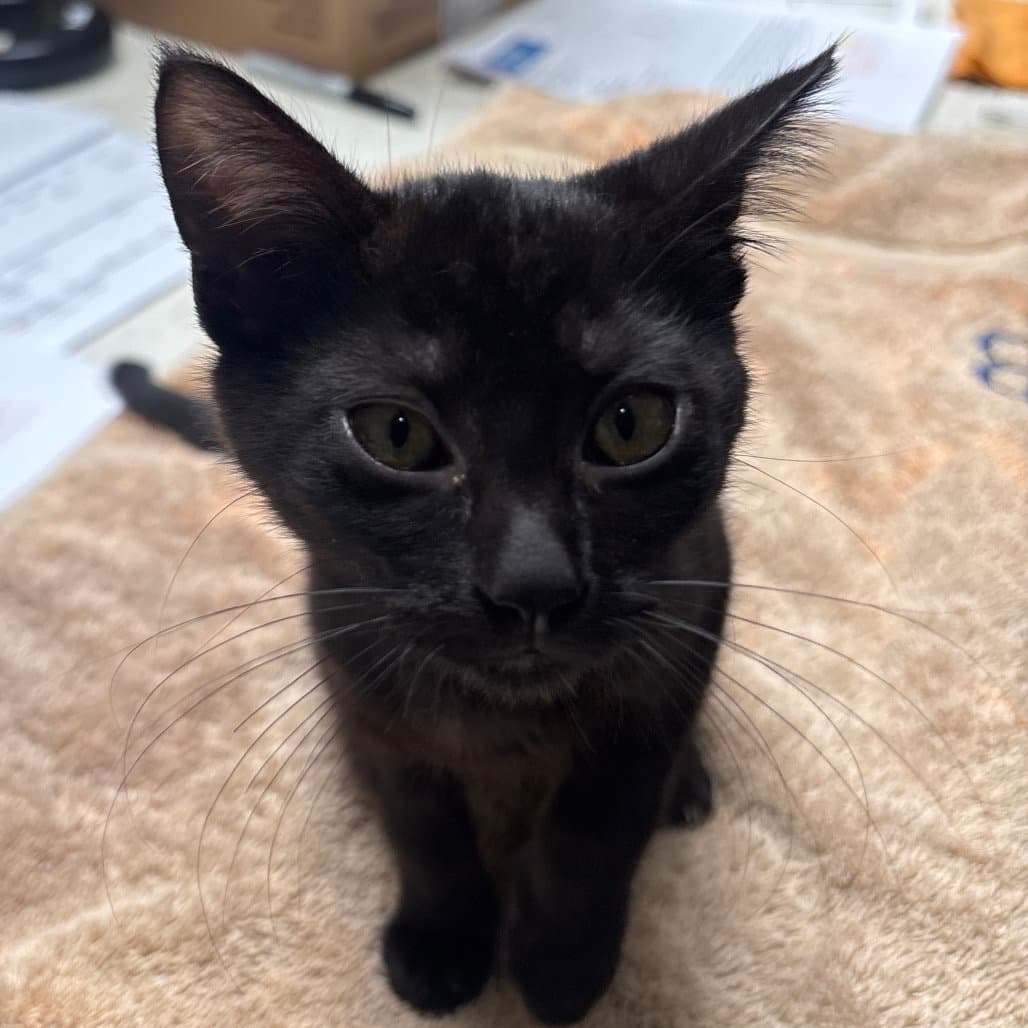 Estrellita - Domestic Short Hair