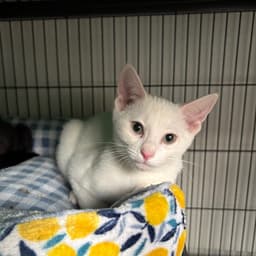 Arlo image 1