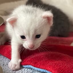 Arlo image 2