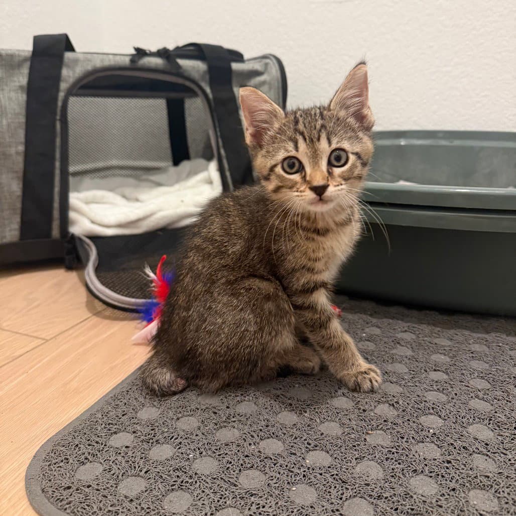 Finn - Domestic Short Hair