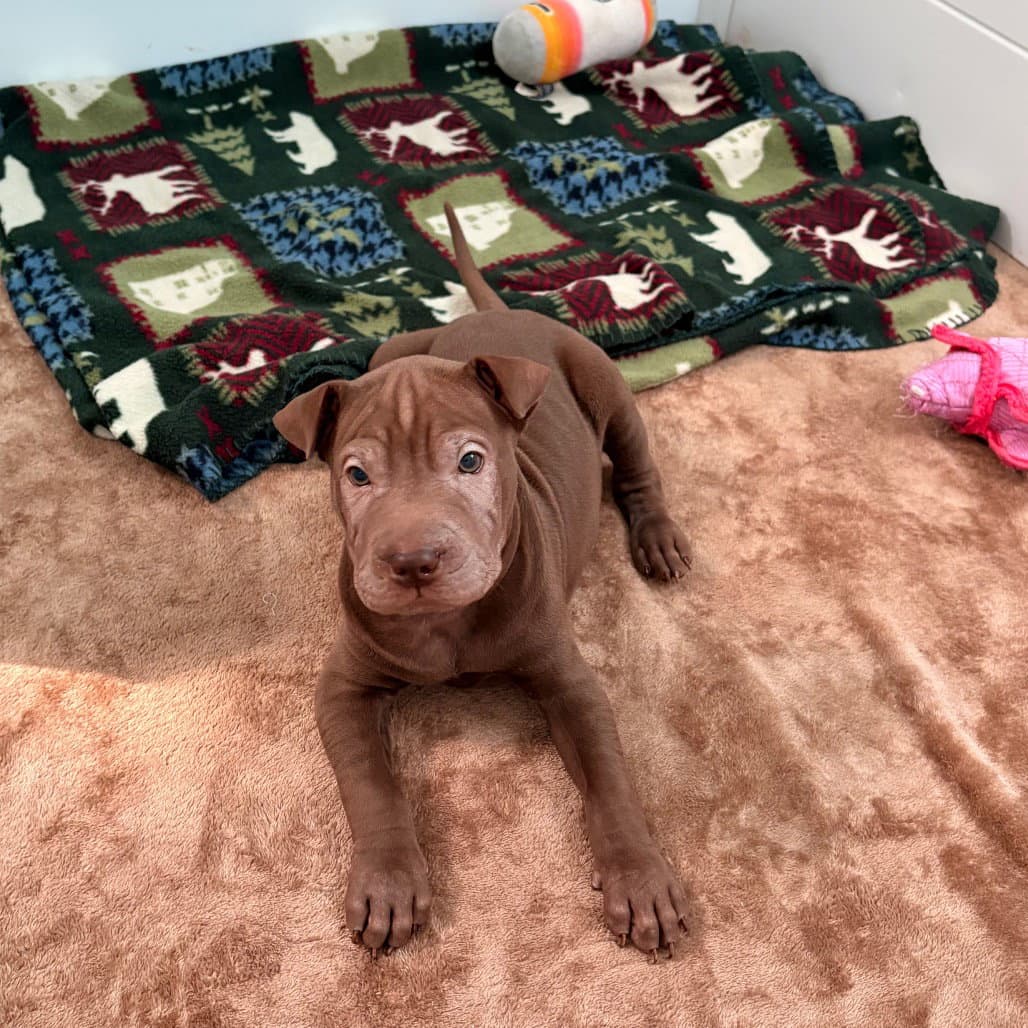 Chocolate - Terrier