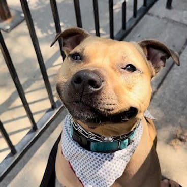 Stanley New Digs - Pit Bull Terrier