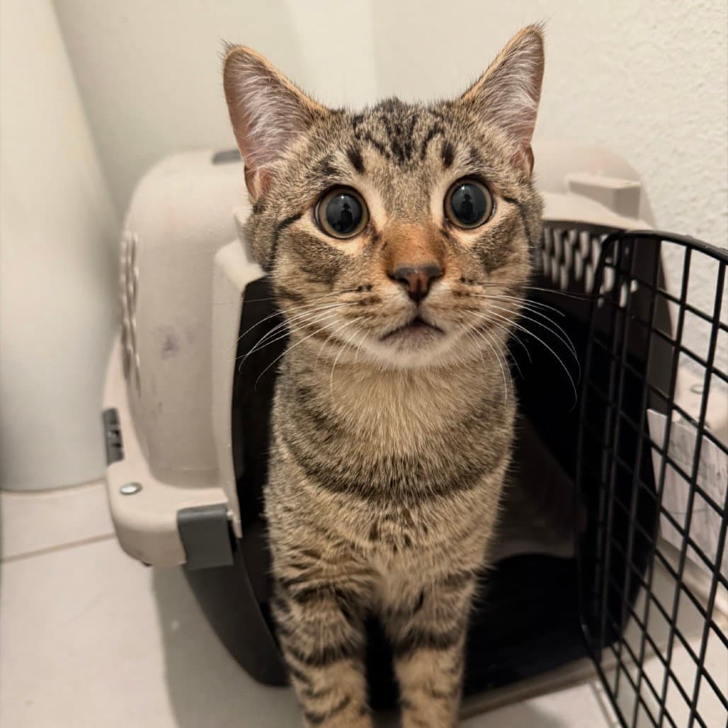 Chase Ii New Digs - Domestic Short Hair