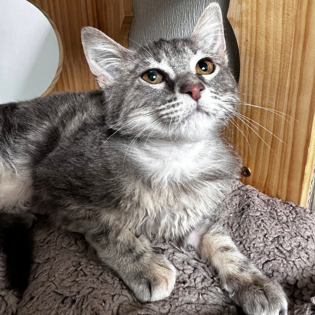 Mochi - Domestic Short Hair