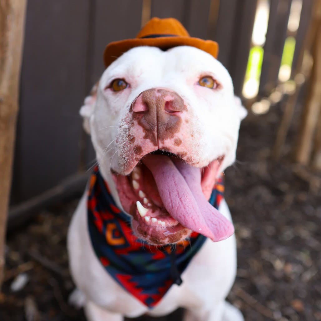 Hamilton - Pit Bull Terrier