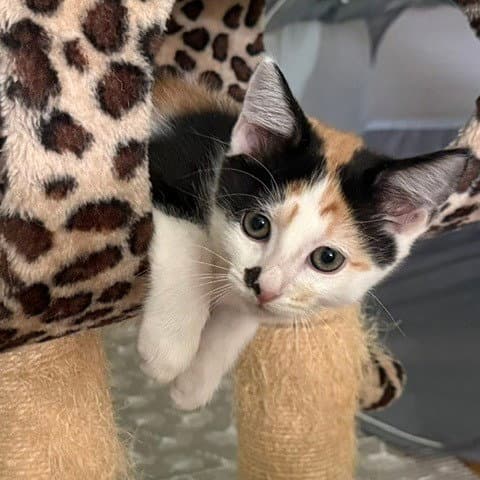 Hebeatrice - Domestic Short Hair
