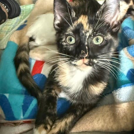 Clementine - Domestic Short Hair