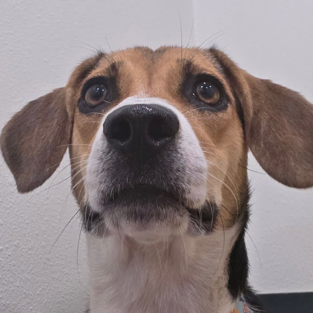 Fiona - Beagle