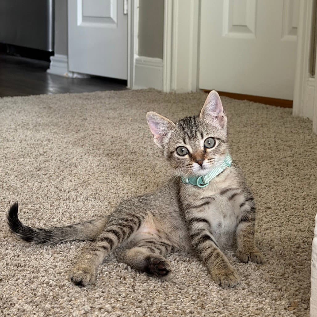 Brie - Domestic Short Hair