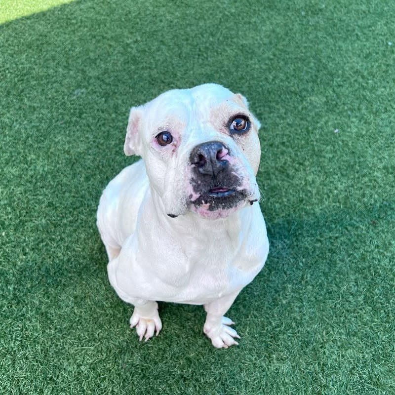 Miah - American Bulldog