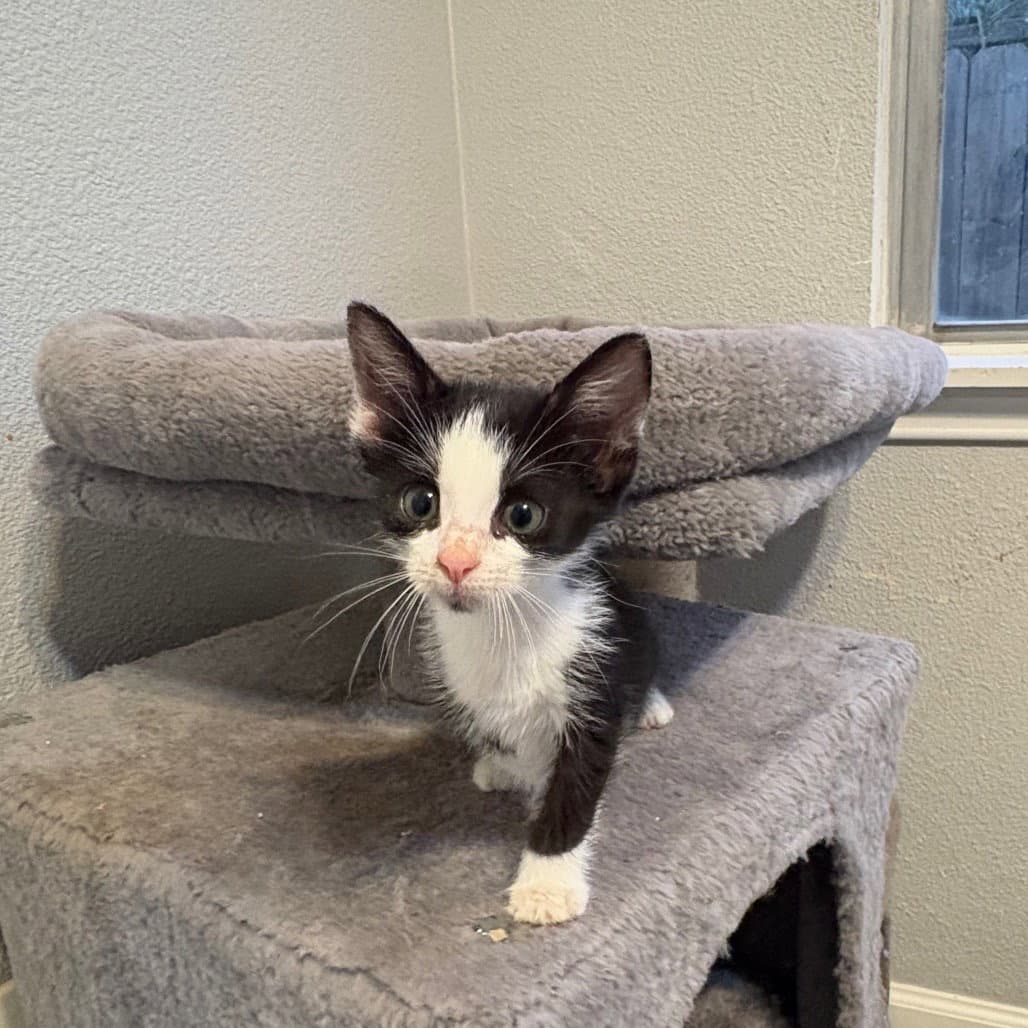 Calamari - Domestic Short Hair