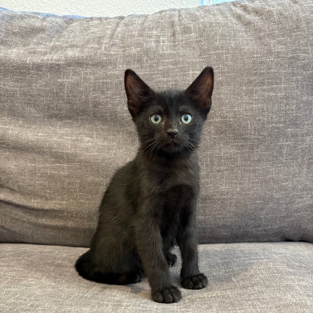 Caprese - Domestic Short Hair
