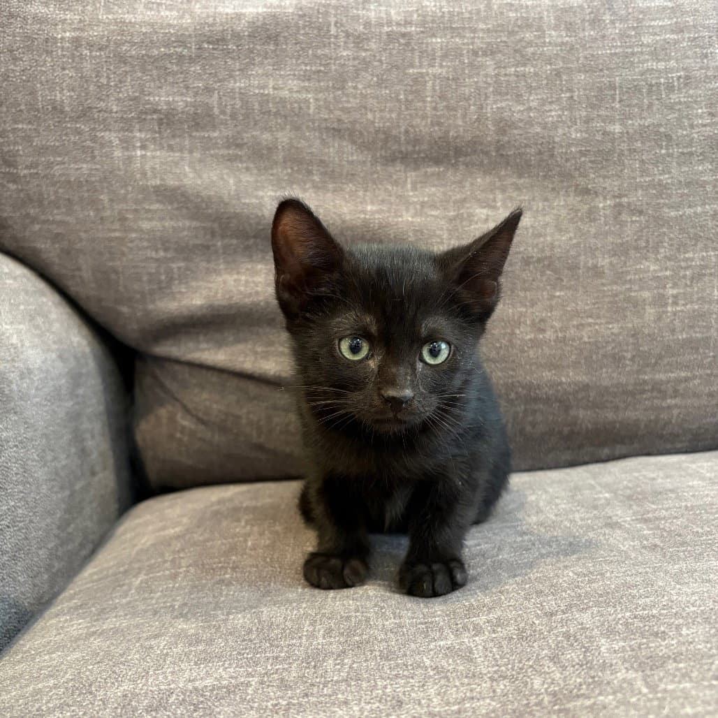 Cioppino - Domestic Short Hair