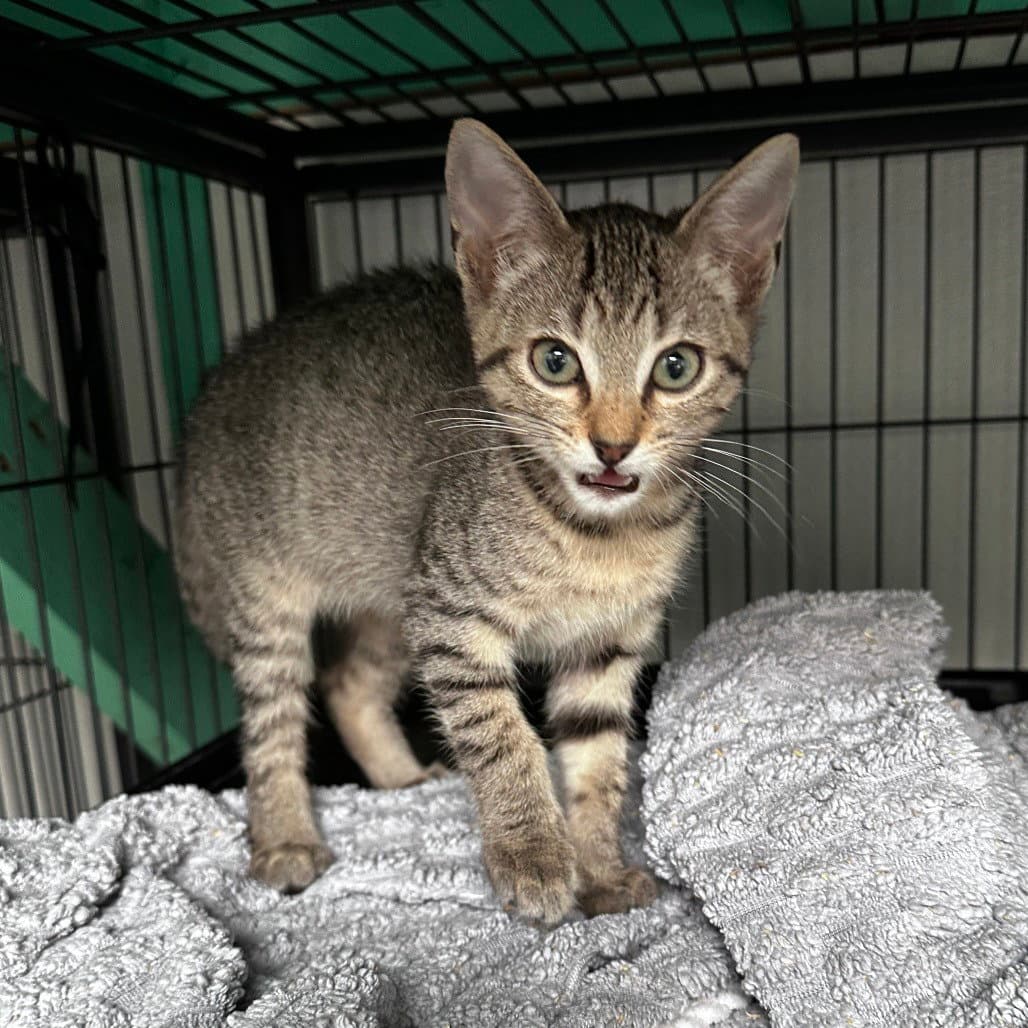 Strawberry - Domestic Short Hair