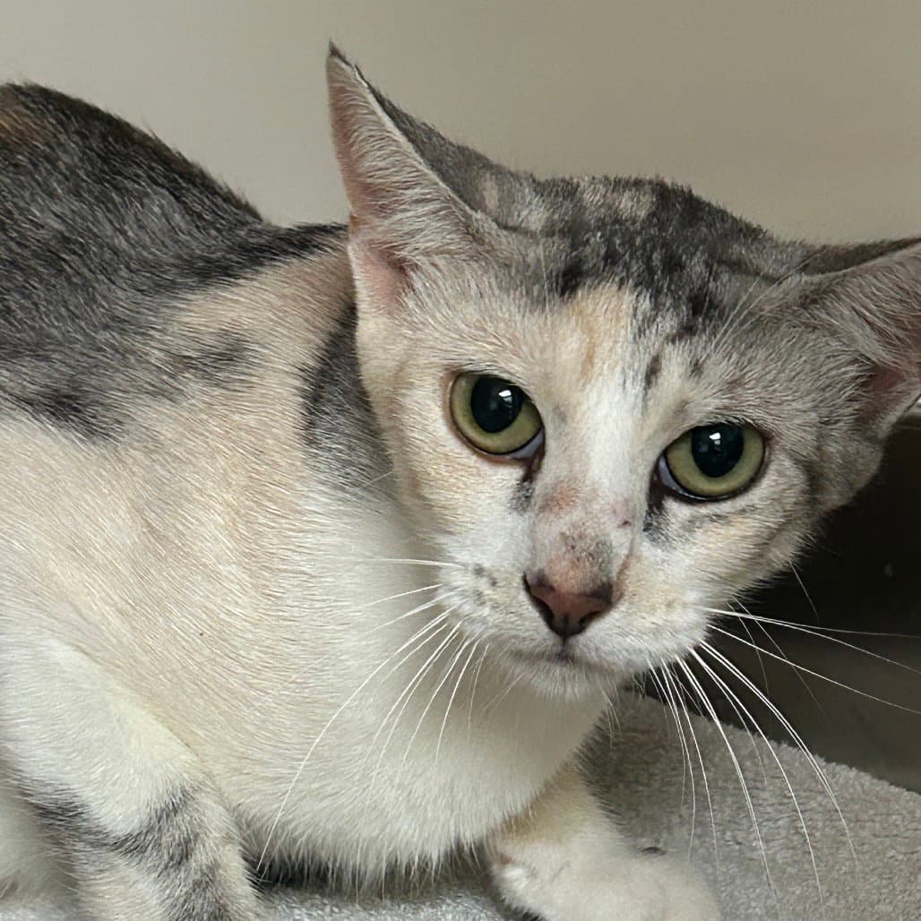 Helix - Domestic Short Hair