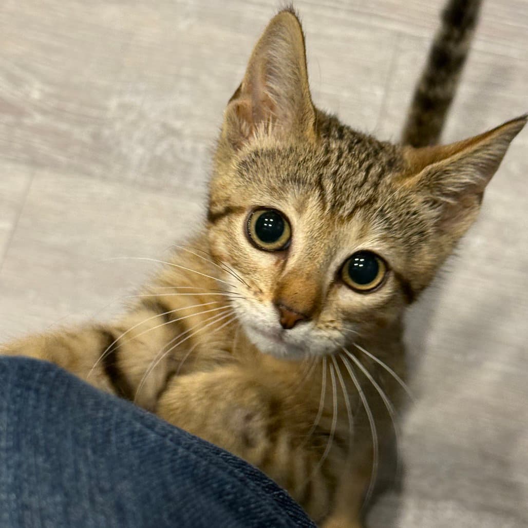 Riesling - Domestic Short Hair