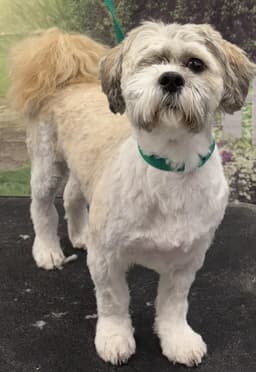 Sammy image 1