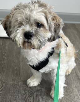 Sammy image 3